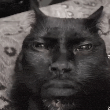 Gato Pop Cat